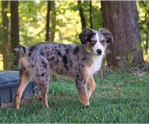 Border-Aussie Puppy for sale in FREDERICKSBG, OH, USA