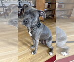 Small Photo #4 Mutt Puppy For Sale in Cuyahoga Falls , OH, USA