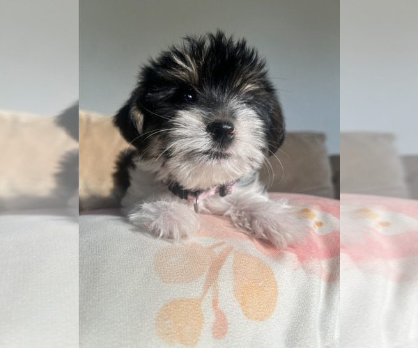 Medium Photo #3 Yorkshire Terrier Puppy For Sale in PITTSBURG, CA, USA