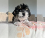 Small #2 Yorkshire Terrier