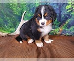 Small Photo #6 Bernese Mountain Dog Puppy For Sale in PEYTON, CO, USA