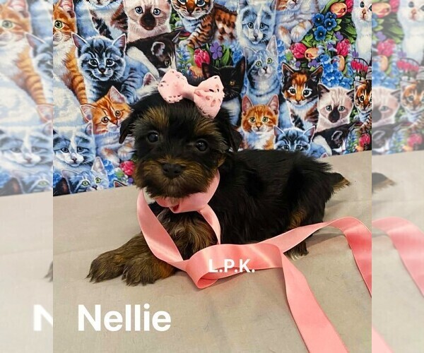 Medium Photo #1 Yorkshire Terrier Puppy For Sale in WINNSBORO, LA, USA