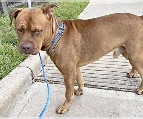 Medium Photo #1 Mutt Puppy For Sale in Houston, TX, USA