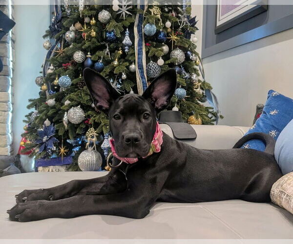 Medium Photo #5 Great Dane-Unknown Mix Puppy For Sale in Huntersville, NC, USA