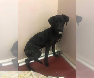 Feist Terrier-Labrador Retriever Mix Dogs for adoption in St louis, MO, USA