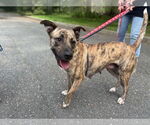 Small #4 Mountain Cur Mix