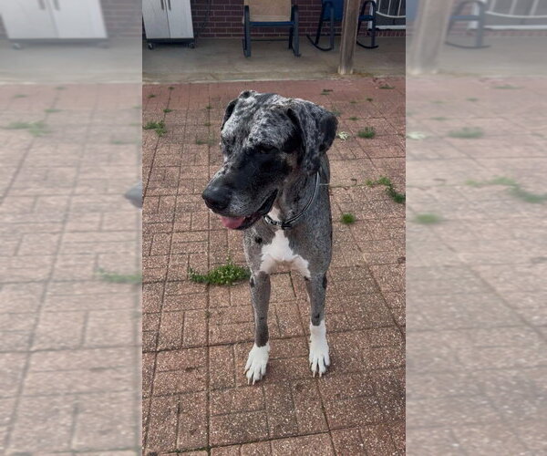 Medium Photo #7 Great Dane Puppy For Sale in Bullard, TX, USA