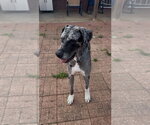 Small Photo #7 Great Dane Puppy For Sale in Bullard, TX, USA