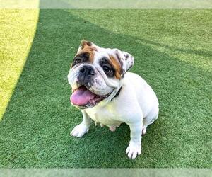 Bulldog-Unknown Mix Dogs for adoption in Orange, CA, USA