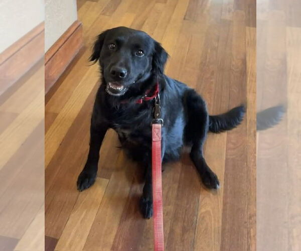 Medium Photo #2 Labrador Retriever-Unknown Mix Puppy For Sale in pomfret, CT, USA