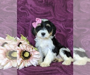 Miniature Bernedoodle Puppy for sale in OXFORD, PA, USA