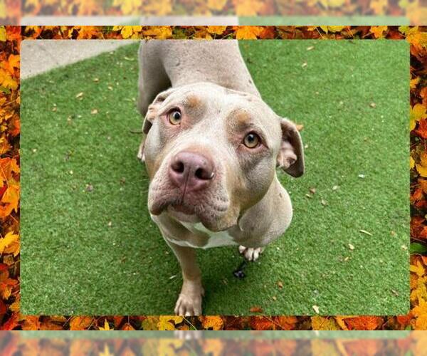 Medium Photo #1 American Pit Bull Terrier Puppy For Sale in Ojai, CA, USA