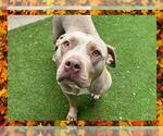Small American Pit Bull Terrier