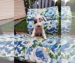 Small Photo #2 Poodle (Toy) Puppy For Sale in SHIPSHEWANA, IN, USA
