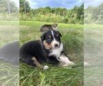 Small #6 Australian Shepherd