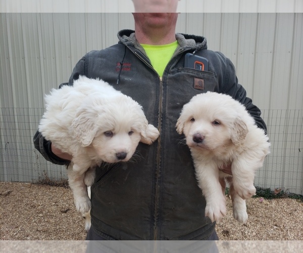 Medium Photo #3 Great Pyrenees Puppy For Sale in MOUNTAIN GROVE, MO, USA