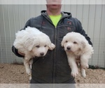 Small Photo #3 Great Pyrenees Puppy For Sale in MOUNTAIN GROVE, MO, USA