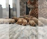 Small #5 Golden Retriever