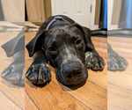 Small #9 Boxer-Pointer Mix
