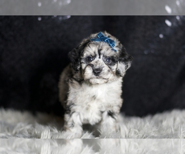 Medium Photo #44 Maltipoo Puppy For Sale in WARSAW, IN, USA