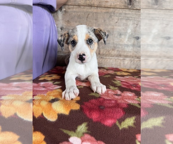 Medium Photo #9 Miniature Australian Shepherd-Mutt Mix Puppy For Sale in VERMONTVILLE, MI, USA