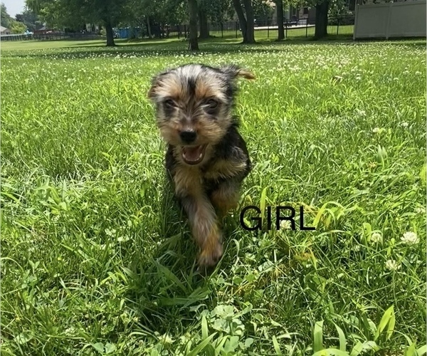 Medium Photo #3 Yorkshire Terrier Puppy For Sale in RICHMOND, MI, USA
