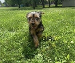 Small #2 Yorkshire Terrier