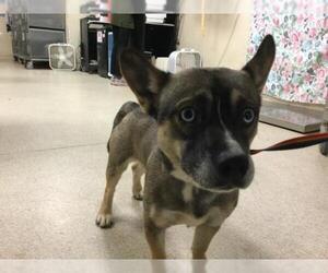 Siberian Husky-Unknown Mix Dogs for adoption in Riverside, CA, USA