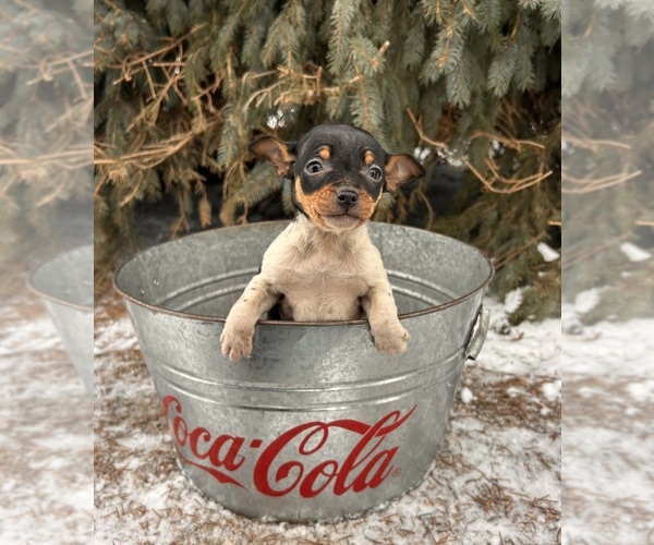 Medium Photo #2 Rat Terrier Puppy For Sale in MIDDLEBURY, IN, USA