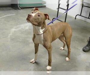 Mutt Dogs for adoption in St. Cloud, FL, USA