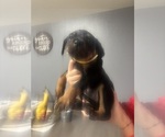 Small #3 Rottweiler