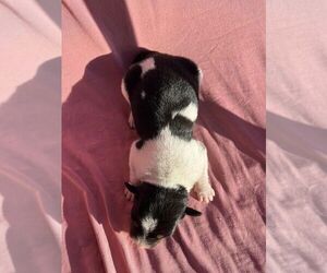 Rat Terrier Puppy for Sale in UNION, Iowa USA