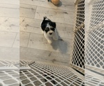 Small Photo #16 Morkie Puppy For Sale in FORT WORTH, TX, USA