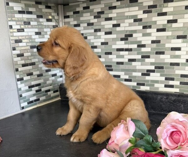 Medium Photo #5 Golden Retriever Puppy For Sale in THORP, WI, USA
