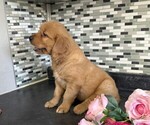 Small #4 Golden Retriever