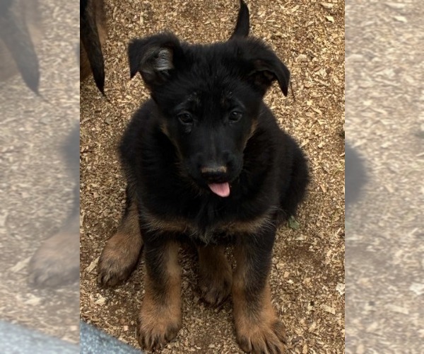 Medium Photo #3 German Shepherd Dog Puppy For Sale in NEWVILLE, PA, USA
