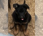 Small #2 German Shepherd Dog