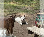 Small #2 American Pit Bull Terrier Mix