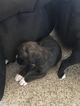 Small Photo #5 Boxer Puppy For Sale in ELKHART, IN, USA
