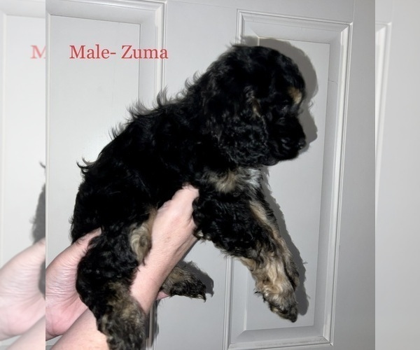 Medium Photo #3 Cockapoo Puppy For Sale in BISHOPVILLE, SC, USA