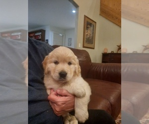 Golden Retriever Litter for sale in SNOHOMISH, WA, USA