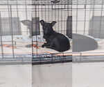 Small #6 Chihuahua Mix