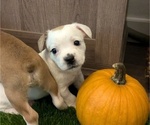 Puppy Elias Aussiedoodle Miniature -French Bulldog Mix