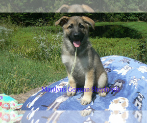 German Shepherd Dog Puppy for Sale in PIEDMONT, Missouri USA