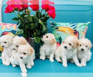 Maltipoo Puppy for Sale in SAN DIEGO, California USA