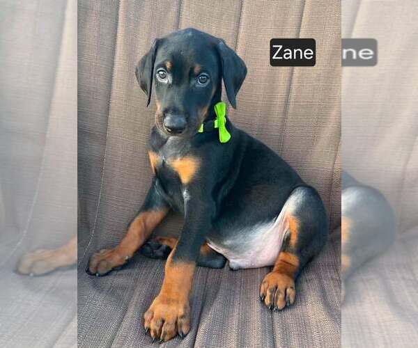 Medium Photo #3 Doberman Pinscher Puppy For Sale in POMEROY, OH, USA