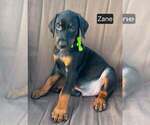 Small #2 Doberman Pinscher