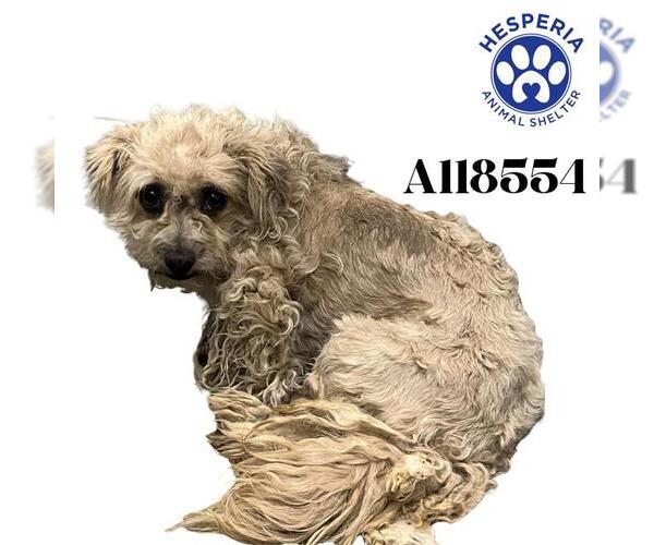 Medium Photo #1 Poodle (Toy) Puppy For Sale in HESPERIA, CA, USA