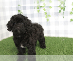 Small #2 YorkiePoo