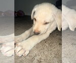 Small #1 Labrador Retriever Mix